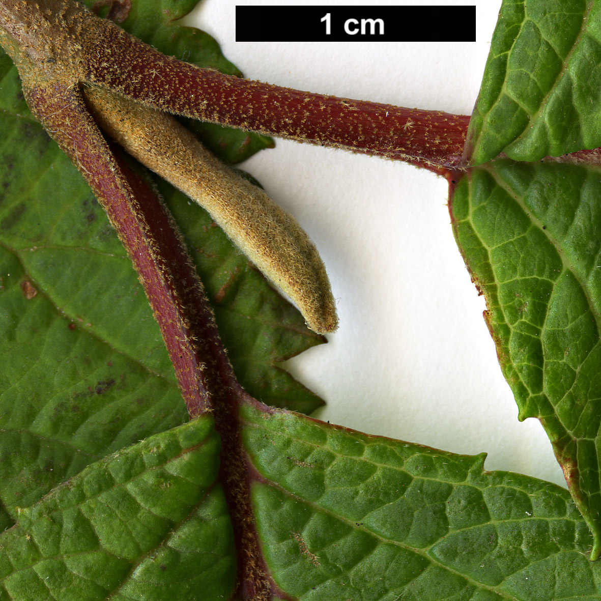 High resolution image: Family: Adoxaceae - Genus: Viburnum - Taxon: plicatum - SpeciesSub: f. plicatum